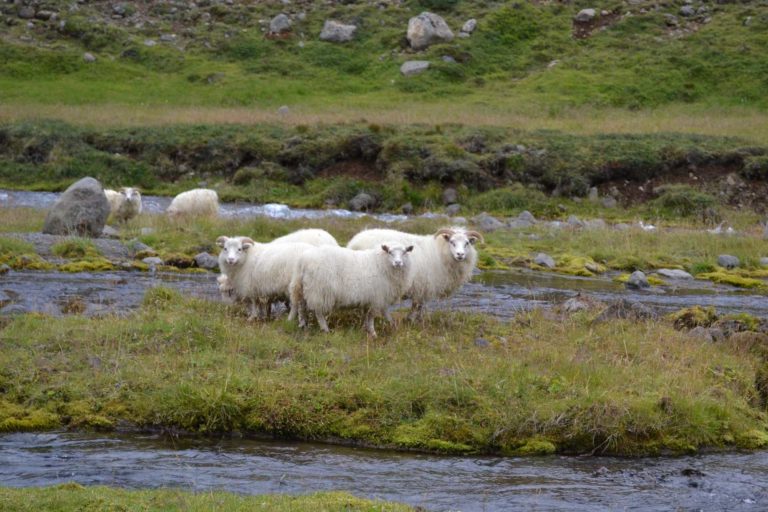 ICELANDDSC_4522