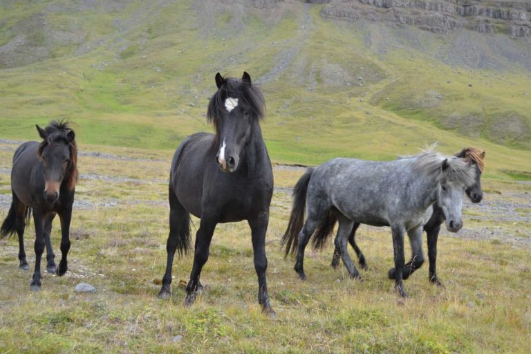ICELANDDSC_4528