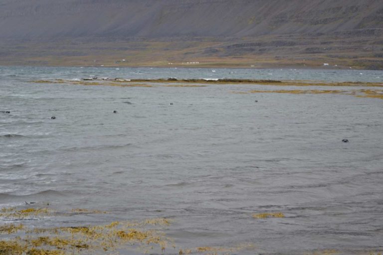 ICELANDDSC_5523